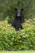 Wild Black Bear (Ursus Americanus) Standing In Raspberries (Rubus Sp.) Near Thunder Bay, Ontario, Canada