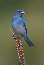 Male Mountain Bluebird (Sialia Currucoides) With Food For Young In Its Mouth At White Lake, British Columbia, Canada