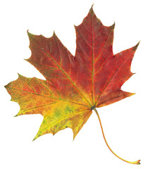 Wall Mural - Yellow and red autumn maple leaf isolated on white background