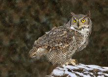 A Great Horned Owl, Bubo Virginianus, Perched In A Snow Covered Rock In Saskatchewan, Canada
