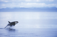 Killer Whale Breaching, British Columbia, Canada.