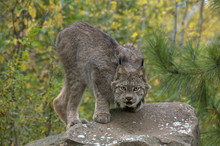 Lynx (Lynx Canadensis) Sitting On Large Boulder In Late Summer. Minnesota, United States Of America