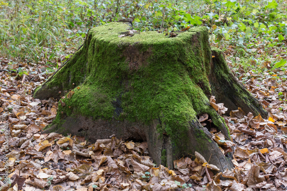 Tree Stump Rottner Rotten tree stump with moss Stock Photo | Adobe Stock