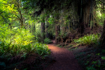 Forest Path