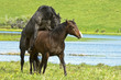 © All Canada Photos - Horses (Equus caballus) Male and Female. Stallions in this area are often turned out with mares and foals and allowed to breed as mares come into estrus. Ranch, southwest Alberta, Canada.