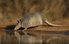 Armadillo (Armadillo Dasypodidae) At Water Hole In South Texas, United States Of America