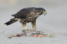 Merlin Falcon At Dungenous Spit WA