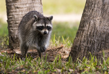 Raccoon (Procyon Lotor) - Fort Desoto State Park, Florida