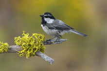 Mountain Chickadee (Poecile Gambeli) On Perch In Deschutes National Forest, Oregon, USA