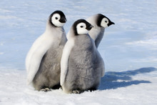 Emperor Penguin Chicks On Snow, Snow Hill Island, Antarctica