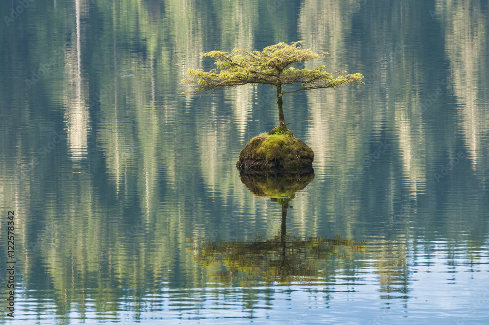 Bonsai evergreen, Fairy Lake, Vancouver Island, British Columbia, Canada  Stock Photo | Adobe Stock