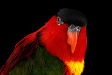 Close-up Funny Portrait Of Yellow-bibbed Lory, Lorius Chlorocercus, Isolated On Black Background. Red Parrot
