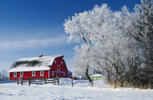 Red Barn And Trees Covered With Hoarfrost,  Manitoba, Canada