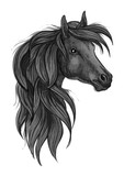 Fototapeta Konie - Sketch of black purebred horse head