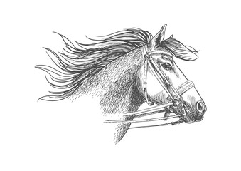 Wall Mural - Sketch of horse head in a bridle