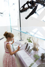 Girl Looking At Dinosaur Fossils At Royal Ontario Museum, Toronto, Ontario, Canada
