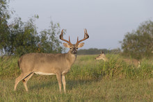 White-tailed Deer Buck In Southern Texas