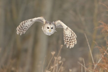 Barred Owl (Strix Varia) Hunting For Prey.