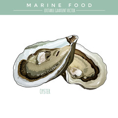 Wall Mural - Oyster. Marine Food