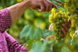 © guerrieroale - Hands Cutting White Grapes from Vines