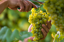 Hands Cutting White Grapes From Vines