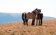 Wild Horse Herd on Sykes Ridge in the Pryor Mountain Wild Horse Range in Montana - Wyoming USA