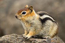 Golden-mantled Ground Squirrel (Spermophilus Lateralis) At Deschutes National Forest, Oregon, USA