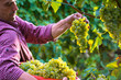 © guerrieroale - Worker Cutting White Grapes from Vines
