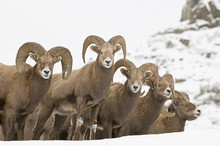 California Bighorm Rams Standing In Snow, British Columbia, Canada