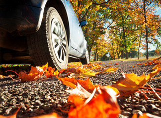 Wall Mural - Car on asphalt road on autumnr day at park