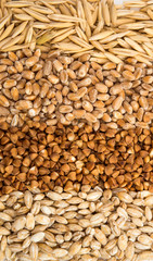 Sticker - background buckwheat, barley, wheat, oats