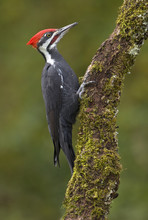 Male Pileated Woodpecker On Tree Trunk At Victoria, Vancouver Island, British Columbia, Canada