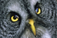 Nictitating Membranes Visible In A Great Gray Owl (Strix Nebulosa), Northern Alberta, Canada