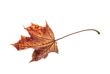 Canvas Print - dry maple leaf isolated on white background