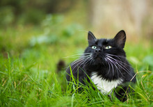 Adult Black And White Cat