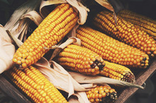 Farmers Market - Ripe Corn Ears Harvest
