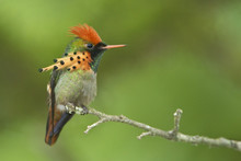 Tufted Coquette (Lophornis Ornatus) Perched On A Branch In Trinidad And Tobago.
