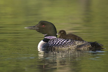 Loon (Gavia Immer) Chick Riding On Parents Back