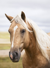 Close-up Of A Horse