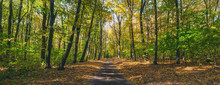 Path Autumn Forest