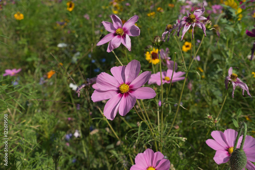 Get Schoenheit der natur Desktop Wallpaper Free Schoenheit Der Natur