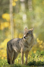 Coyote (Canis Latrans) Adult, Alberta, Canada.