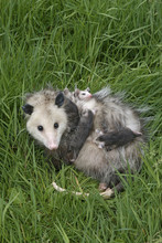 Female Opossum (Didelphis Virginiana), With Babies Clinging To Her In Spring. Minnesota, USA