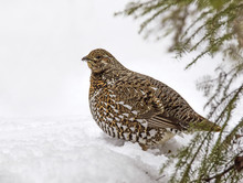 Female Spruce Grouse Or Canada Grouse (Falcipennis Canadensis) Is A Medium-sized Grouse Closely Associated With The Coniferous Boreal Forests Or Taiga Of North America