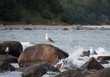 © medwedja - Ostseeküste. RügenBaltische Einsamkeit