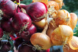 Onion harvest, red bulbs crop