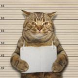 Fototapeta Koty - A big cat was arrested for bad behavior.