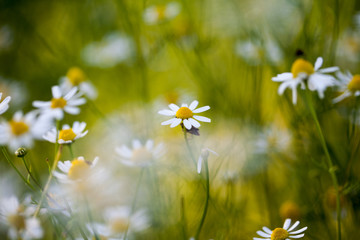 Wild camomile (Matricaria chamomilla) in the field with natural background