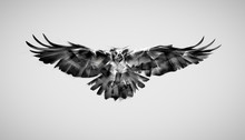 Drawing Falcon Bird Of Prey In Flight