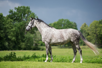 Poster - beautiful grey horse standing outdoors